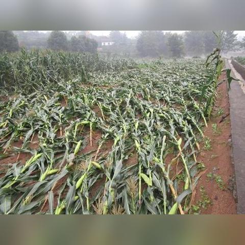 吉林特大暴雨预警最新消息（吉林特大暴雨预警最新消息通知）