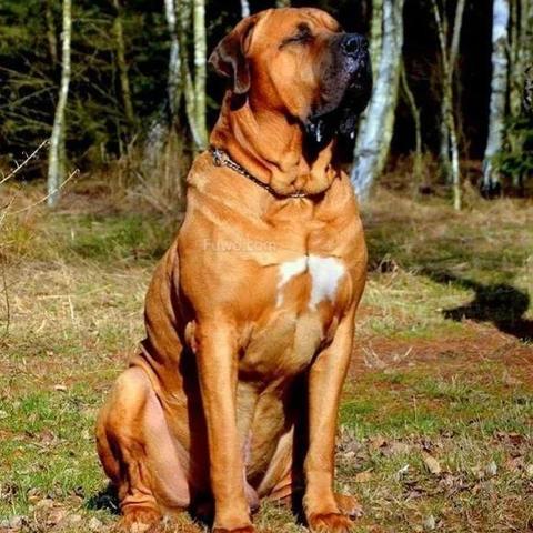 世界猛犬排行榜（世界猛犬排行榜图片）